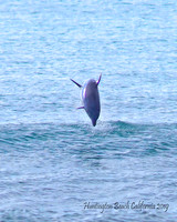 Dolphin edit (4)
