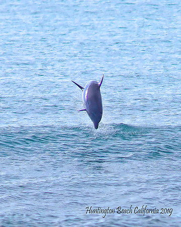 Dolphin edit (4)