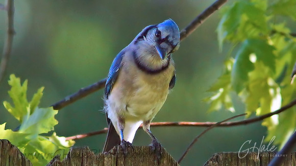 Blue Jay-Northern Indiana