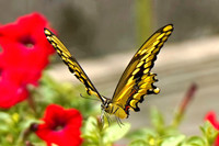 Butterfly's and Bees