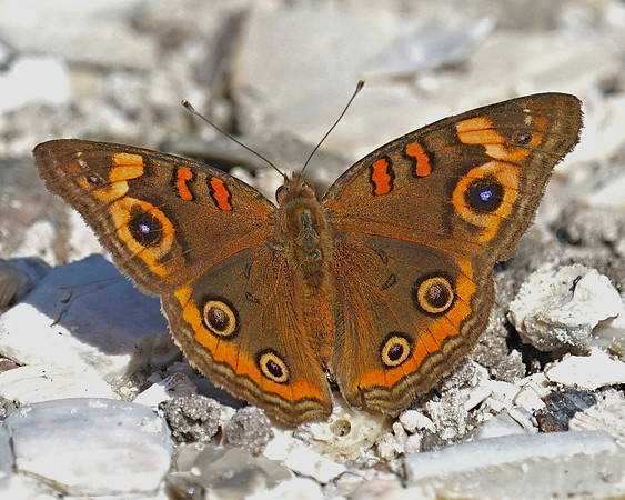 Buckeye Butterfly-Florida