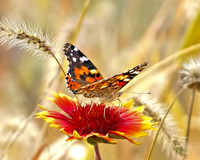 Butterfly-Indiana