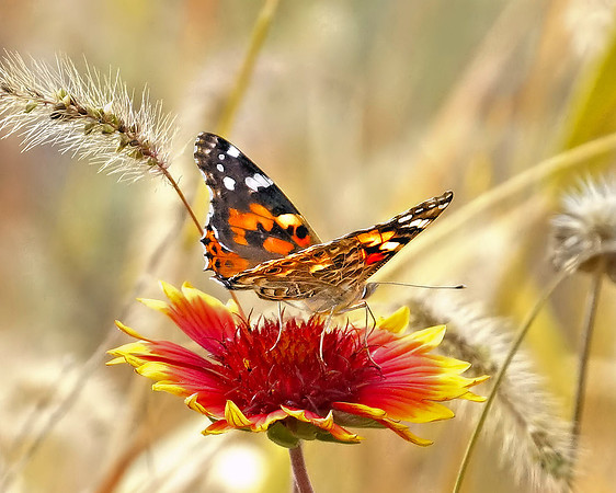 Butterfly-Indiana