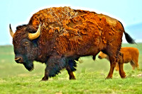 Wildlife
