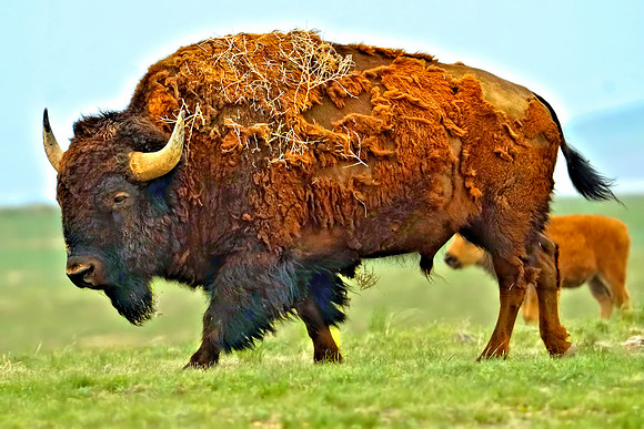 Buffalo-Colorado