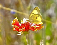 Butterfly-Indiana