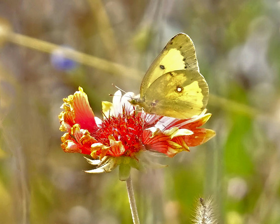 Butterfly-Indiana